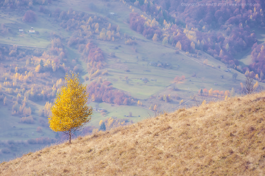 AutumnTreeYellow
