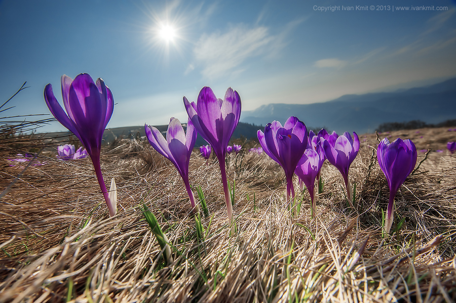 Crocus