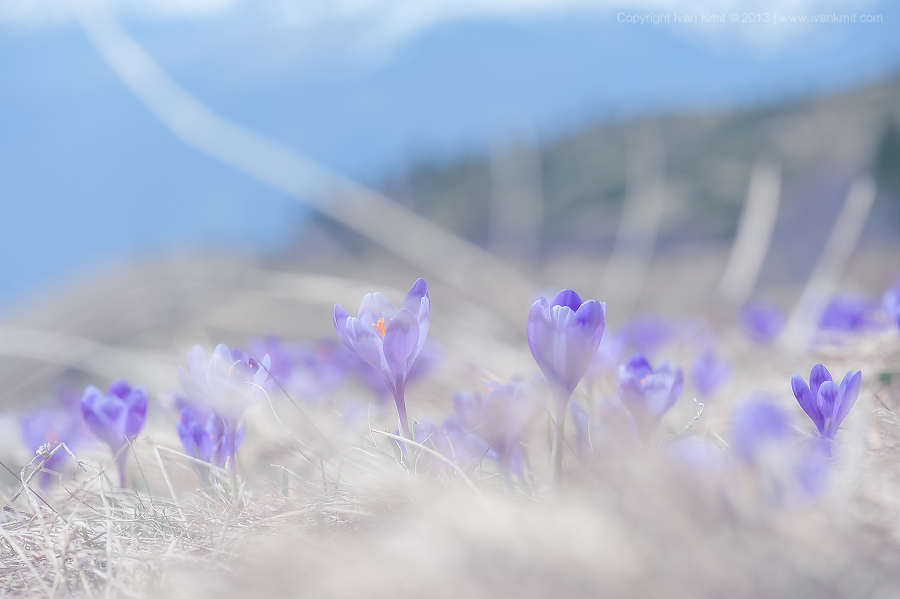 Crocus17