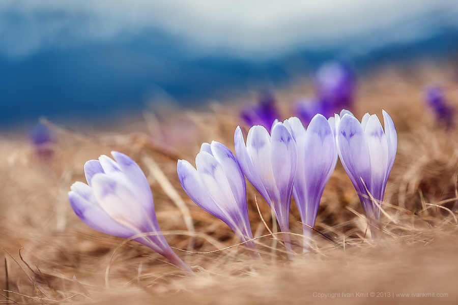 Crocus20