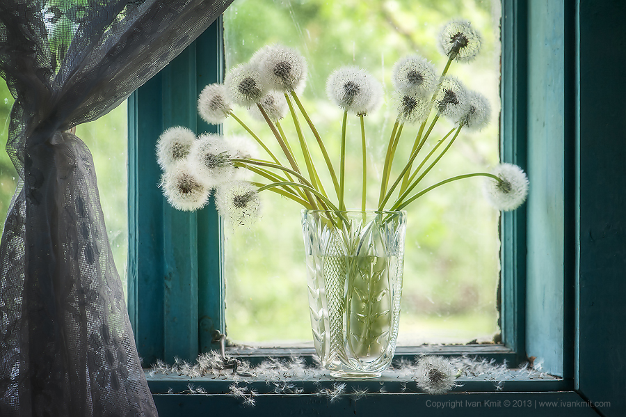 Dandelion2