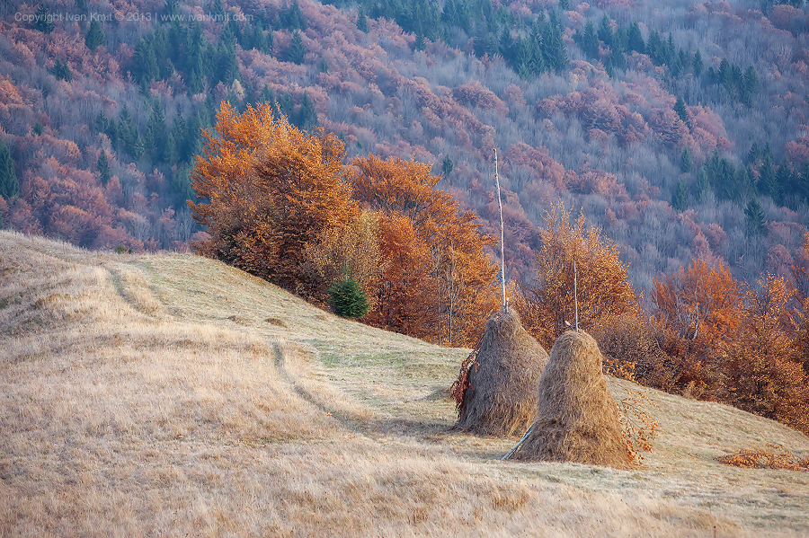 Hay