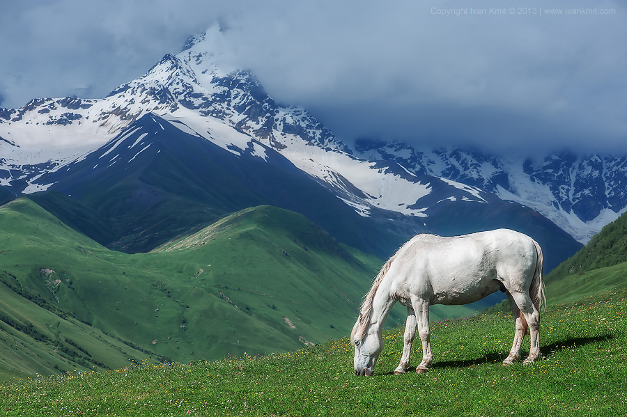 WhiteHorse