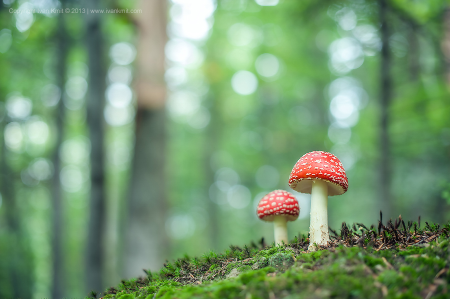 flyagaric2