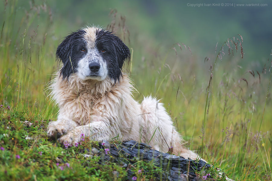 Dog