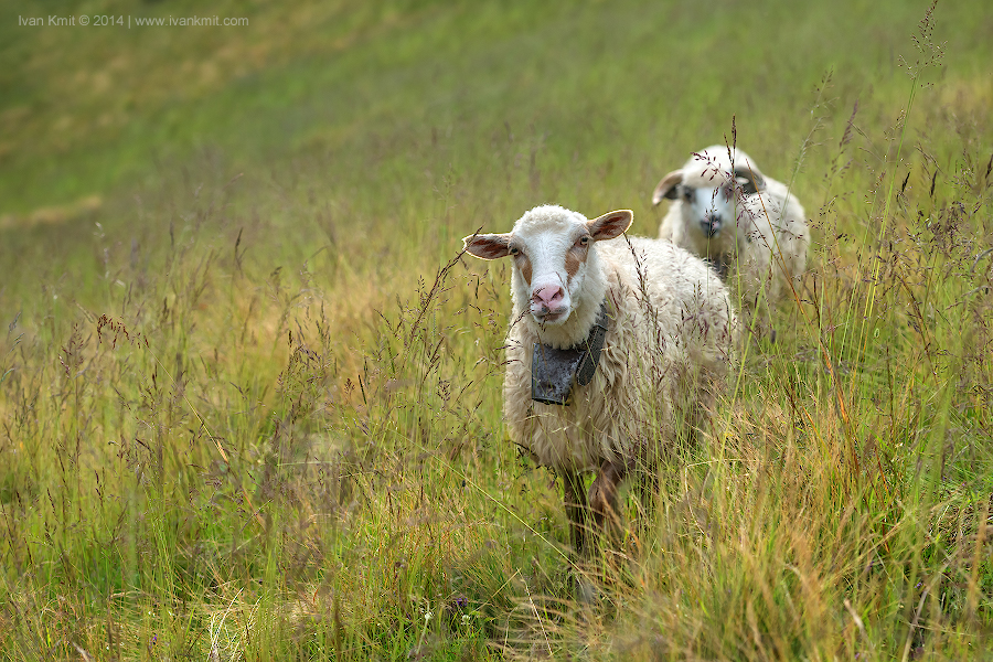 sheep