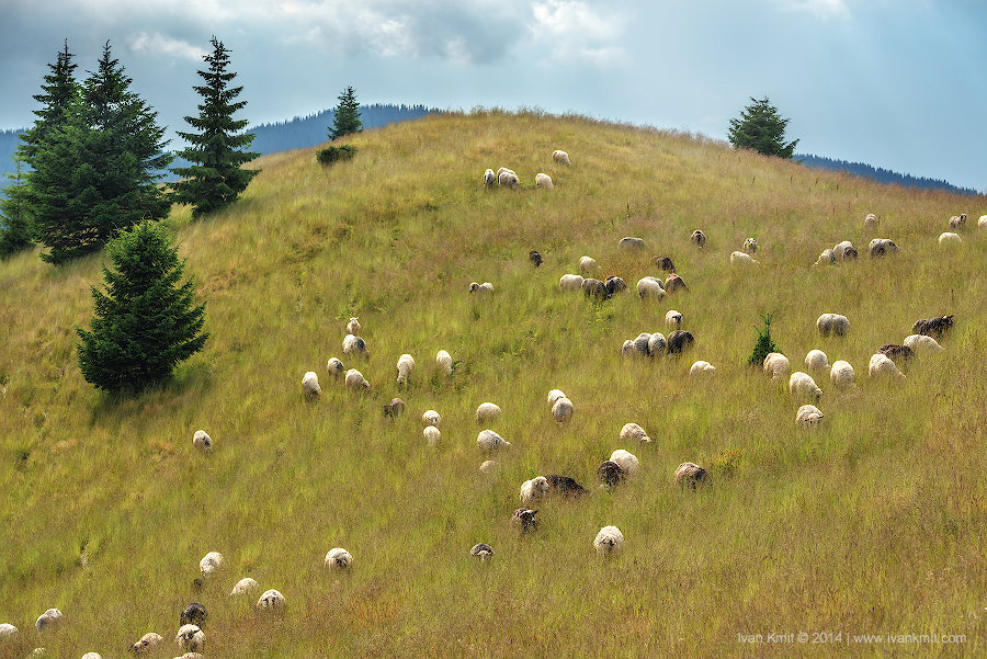 sheeps