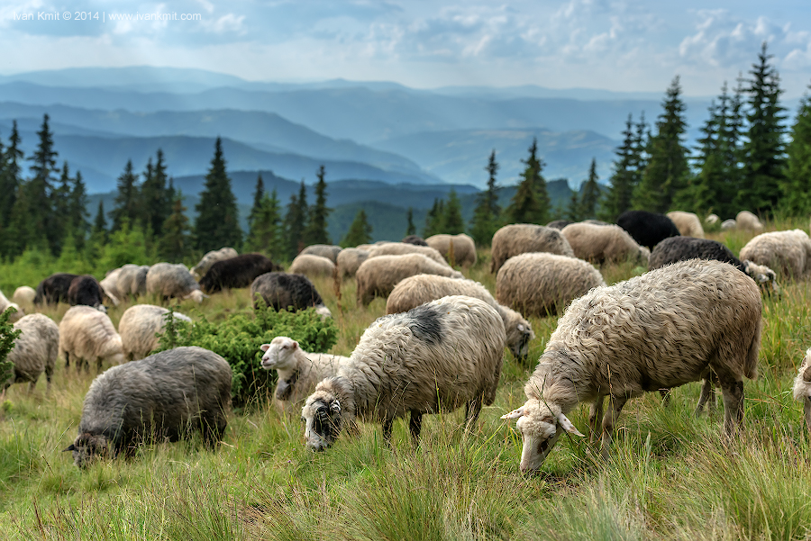 sheeps2